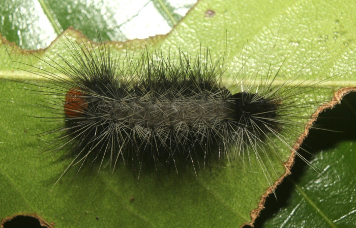 Figura 11. Dorsal entero <i>Amaxia apyga</i>, (Erebidae), en la planta <i>Pouteria viridis</i> (Sapotaceae). Sector Pitilla. Medrano, (elevación 380 metros). Colectada 2 junio 2018. (18-SRNP-70551-DHJ741896.jpg).