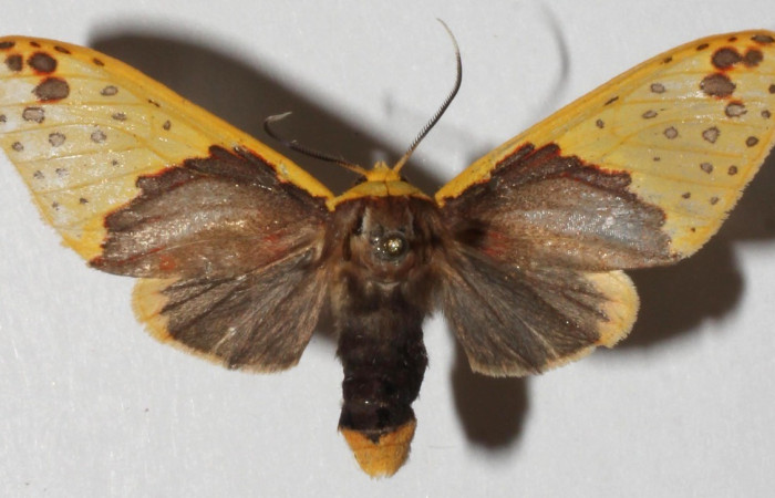 Figura 13. Adulto <i>Amaxia apyga</i> (Erebidae), posición vista dorsal. (18-SRNP-70551-DHJ941026.jpg).