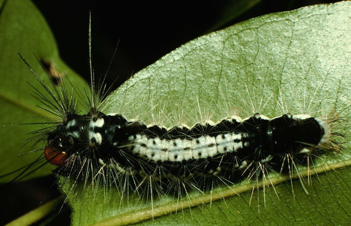 Figura 1. Dorsal entero <i>Amaxia osmophora</i>, (Erebidae), en la planta <i>Eugenia monticola</i> (Myrtaceae). Sector Pailas. Estación Pailas, (elevación 785 metros). Colectada 25 julio 1998. (98-SRNP-10872-DHJ47387.jpg).