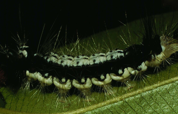 Figura 2. Lateral entero <i>Amaxia osmophora</i>, (Erebidae), en la planta <i>Eugenia monticola</i> (Myrtaceae). Sector Pailas. Estación Pailas, (elevación 785 metros). Colectada 25 julio 1998. (98-SRNP-10872-DHJ47386.jpg).