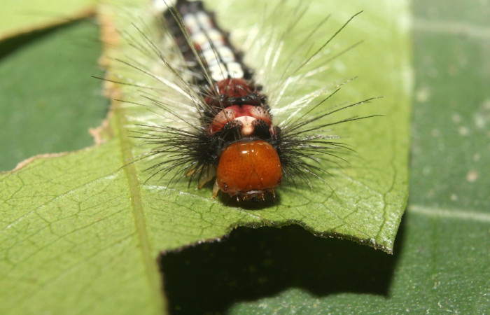 Figura 4. Cabeza <i>Amaxia osmophora</i>, (Erebidae), en la planta <i>Myrcia splendens</i> (Myrtaceae). Sector Pitilla. Sendero Manguera, (elevación 470 metros). Colectada 11 julio 2017. (17-SRNP-72398-DHJ738775.jpg).