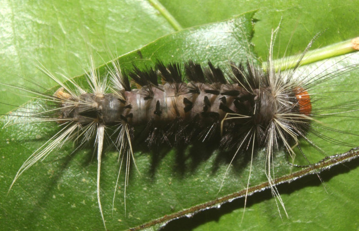 Figura 5. Dorsal entero <i>Amaxia osmophora</i>, (Erebidae), en la planta <i>Myrcia splendens</i> (Myrtaceae). Sector Pitilla. Sendero Manguera, (elevación 470 metros). Colectada 11 julio 2017. (17-SRNP-72398-DHJ738850.jpg).