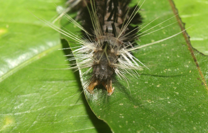 Figura 6. Parte posterior <i>Amaxia osmophora</i>, (Erebidae), en la planta <i>Myrcia splendens</i> (Myrtaceae). Sector Pitilla. Sendero Manguera, (elevación 470 metros). Colectada 11 julio 2017. (17-SRNP-72398-DHJ738852.jpg).