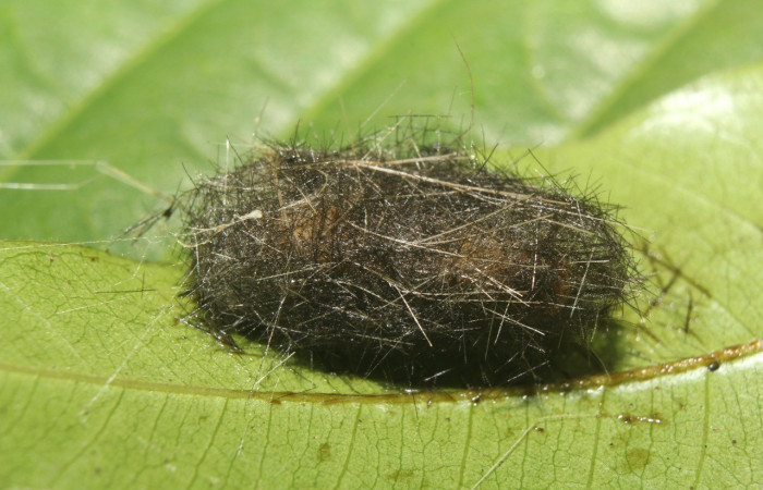 Figura 8. Capullo <i>Amaxia osmophora</i>. (17-SRNP-72398-DHJ738856.jpg).