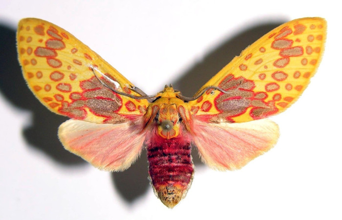 Figura 9. Adulto <i>Amaxia osmophora</i> (Erebidae), posición vista dorsal. (98-SRNP-10872-DHJ93878).