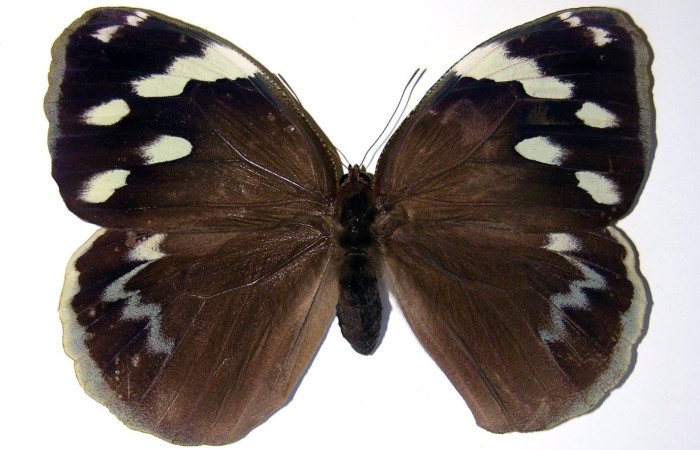 Figura. 12 Adulto <i>Dynastor stygianus</i>, (Hesperiidae), posición vista dorsal  entero, (Hembra). (00-SRNP-4480-DHJ98364)
