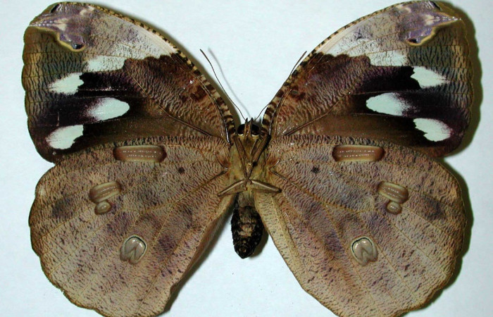 Figura. 13 Adulto <i>Dynastor stygianus</i>, (Hesperiidae), posición vista ventral  entero, (Hembra). (00-SRNP-4480-DHJ35151).