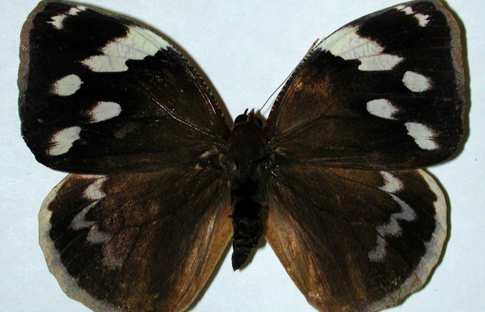 Figura. 14 Adulto <i>Dynastor stygianus</i>, (Hesperiidae), posición vista dorsal  entero, (Macho). (00-SRNP-4381-DHJ35148).