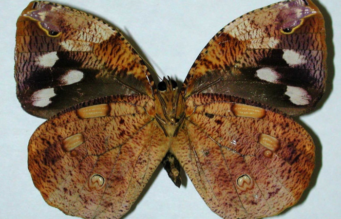 Figura. 15 Adulto <i>Dynastor stygianus</i>, (Hesperiidae), posición vista ventral  entero, (Macho). (00-SRNP-4381-DHJ35149).