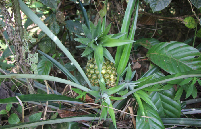Figura. 1 Habitad, <i>Ananas comosus</i>, (Bromeliaceae). Area de Conservación Guanacaste. Sector Rincón  Rain Forest. Cafecito, (elevación 455 metros), colectada el 18 abril 2024. Foto, Jorge Hernández.
