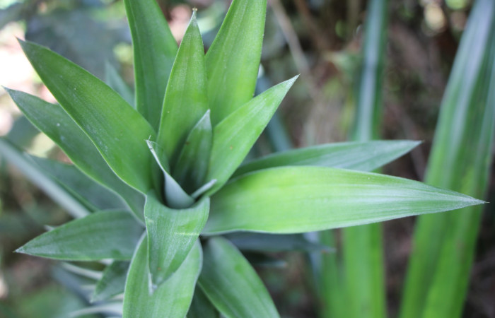 Figura. 2 Habitad, <i>Ananas comosus</i>, (Bromeliaceae). Area de Conservación Guanacaste. Sector Rincón  Rain Forest. Cafecito, (elevación 455 metros), colectada el 18 abril 2024. Foto, Jorge Hernández.
