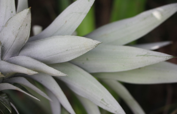 Figura. 3 Posición de hojas haz , <i>Ananas comosus</i>, (Bromeliaceae). Area de Conservación Guanacaste. Sector Rincón  Rain Forest. Cafecito, (elevación 455 metros), colectada el 18 abril 2024. Foto, Jorge Hernández.