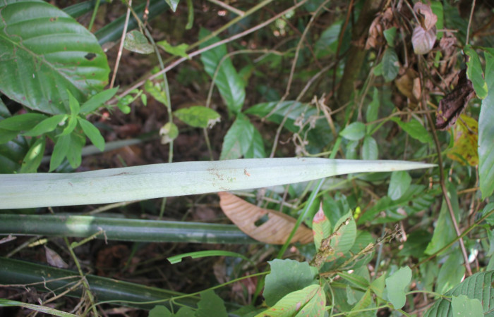 Figura. 4 Haz y envés, <i>Ananas comosus</i>, (Bromeliaceae). Area de Conservación Guanacaste. Sector Rincón  Rain Forest. Cafecito, (elevación 455 metros), colectada el 18 abril 2024. Foto, Jorge Hernández.