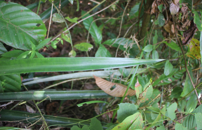 Figura. 5 Haz, <i>Ananas comosus</i>, (Bromeliaceae). Area de Conservación Guanacaste. Sector Rincón  Rain Forest. Cafecito, (elevación 455 metros), colectada el 18 abril 2024. Foto, Jorge Hernández.