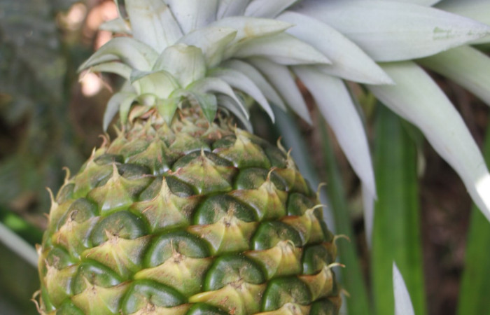 Figura. 6 Fruto vertical , <i>Ananas comosus</i>, (Bromeliaceae). Area de Conservación Guanacaste. Sector Rincón  Rain Forest. Cafecito, (elevación 455 metros), colectada el 18 abril 2024. Foto, Jorge Hernández.