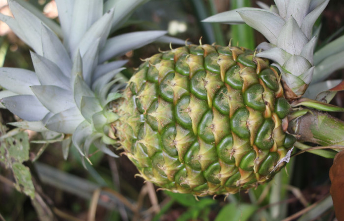 Figura. 7 Fruto horizontal , <i>Ananas comosus</i>, (Bromeliaceae). Area de Conservación Guanacaste. Sector Rincón  Rain Forest. Cafecito, (elevación 455 metros), colectada el 18 abril 2024. Foto, Jorge Hernández.