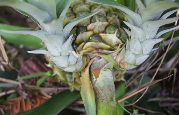 Figura. 8 Hijos nuevos , <i>Ananas comosus</i>, (Bromeliaceae). Area de Conservación Guanacaste. Sector Rincón  Rain Forest. Cafecito, (elevación 455 metros), colectada el 18 abril 2024. Foto, Jorge Hernández.