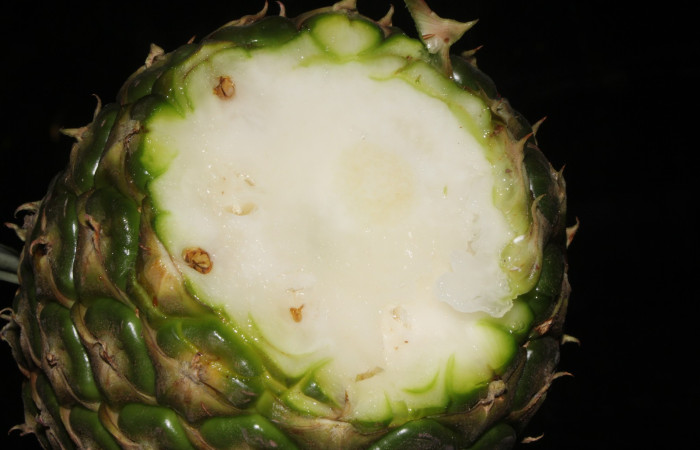 Figura. 9 Disección de fruto , <i>Ananas comosus</i>, (Bromeliaceae). Area de Conservación Guanacaste. Sector Rincón  Rain Forest. Cafecito, (elevación 455 metros), colectada el 18 abril 2024. Foto, Jorge Hernández.