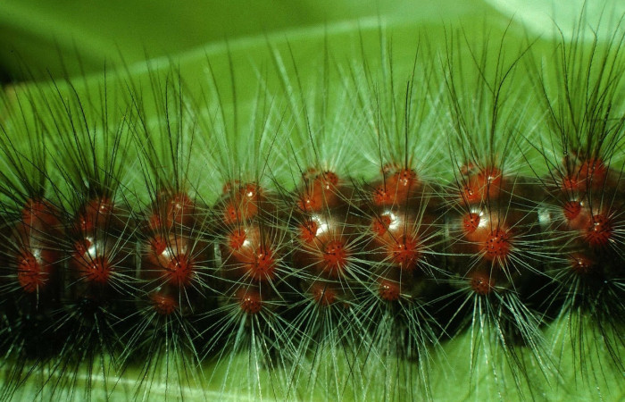 Fig.11 Larva <i>Dysschema magdala</i>, (Erebidae), se alimenta  <i>Dendropanax arboreus</i>, (Araliaceae), mostrando la parte dorsal central.Voucher: 97-SRNP-876.17-DHJ40577.jpg.