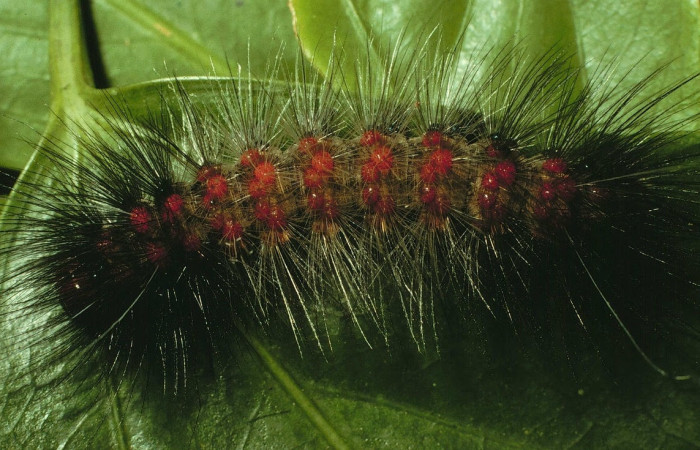 Fig.12 Larva <i>Dysschema magdala</i>, (Erebidae), se alimenta  <i>Dendropanax arboreus</i>, (Araliaceae), mostrando la parte dorsal entero.Voucher: 97-SRNP-876.17-DHJ40576.jpg.
