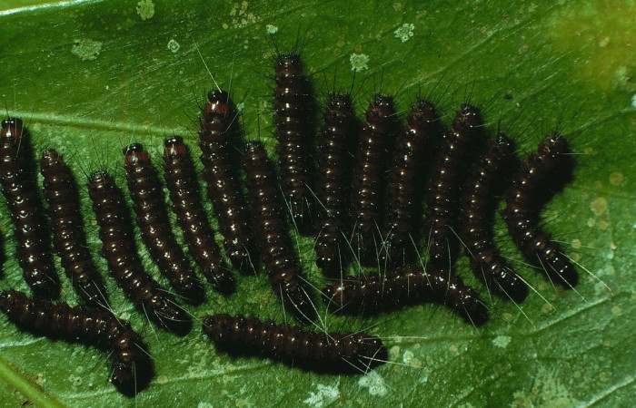 Fig.13 Grupo de la larva <i>Dysschema magdala</i>, (Erebidae), se alimenta  <i>Dendropanax arboreus</i>, (Araliaceae), mostrando la parte dorsal entero.Voucher: 97-SRNP-742-DHJ40362.jpg.