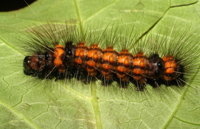 Fig.15 Larva <i>Dysschema magdala</i>, (Erebidae), se alimenta  <i>Anemopaegma orbiculatum</i>, (Bignoniaceae), mostrando la parte dorsal entero.Voucher: 06-SRNP-45890-DHJ414965.jpg.