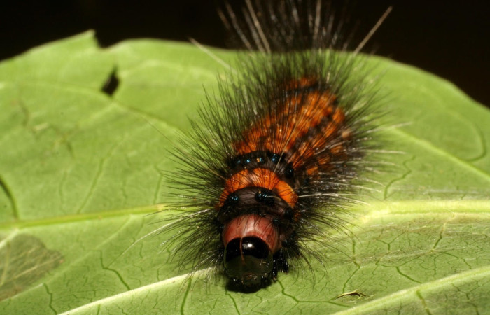 Fig.16 Larva <i>Dysschema magdala</i>, (Erebidae), se alimenta  <i>Anemopaegma orbiculatum</i>, (Bignoniaceae), mostrando la cabeza.Voucher: 06-SRNP-45890-DHJ414968.jpg.