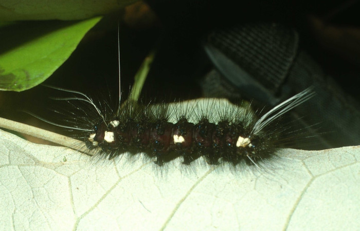 Fig.17 Larva <i>Dysschema perplexa</i>, (Erebidae), se alimenta  <i>Piptocarpha poeppigiana</i>, (Asteraceae), mostrando la parte lateral entero . Voucher: 03-SRNP-13081.1-DHJ78427.jpg.