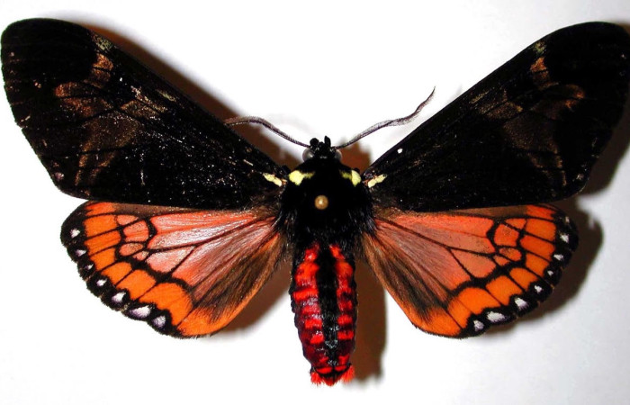 Fig.2 Adulto <i>Dysschema magdala</i>, Erebidae, macho mostrando la parte ventral. Voucher: 99-SRNP-352.16-DHJ38435.