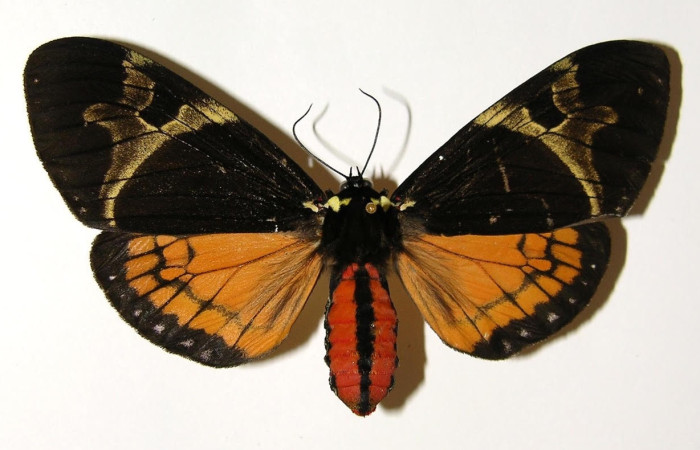 Fig.3 Adulto <i>Dysschema</i> magdalaDHJ01, Erebidae,   hembra mostrando la parte dorsal. Voucher: 02-SRNP-9276-DHJ94394