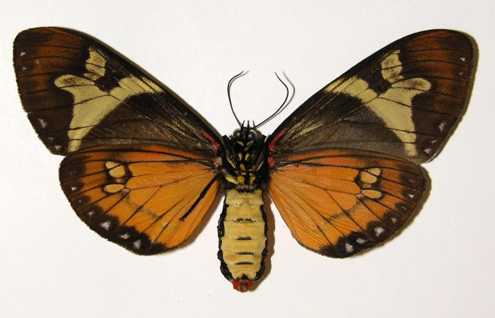 Fig.4 Adulto <i>Dysschema</i> magdalaDHJ01, Erebidae,   hembra mostrando la parte ventral. Voucher: 02-SRNP-9276-DHJ94395.