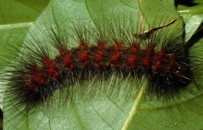 Fig.7 Larva <i>Dysschema magdala</i>, (Erebidae), se alimenta  <i>Dendropanax arboreus</i>, (Araliaceae), mostrando la parte dorsal entero.Voucher: 95-SRNP-835-DHJ22197.jpg.