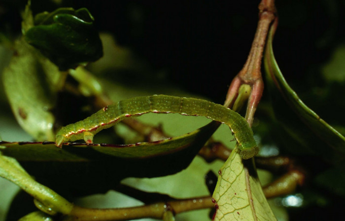 Fig. 6. Larva U estadío <i>Cyclophora</i> Hausmann9573, posición lateral. Area de Conservación Guanacaste, Sector Cacao, Sendero Derrumbe, elevación 1220 m.s.n.m. (02-SRNP-9504-DHJ66850).