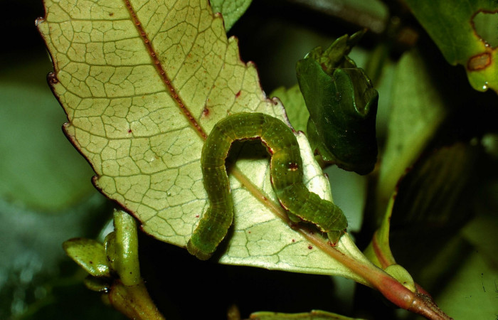 Fig. 7. Larva U estadío <i>Cyclophora</i> Hausmann9573, posición dorsal. Area de Conservación Guanacaste, Sector Cacao, Sendero Derrumbe, elevación 1220 m.s.n.m. (02-SRNP-9504-DHJ66852).