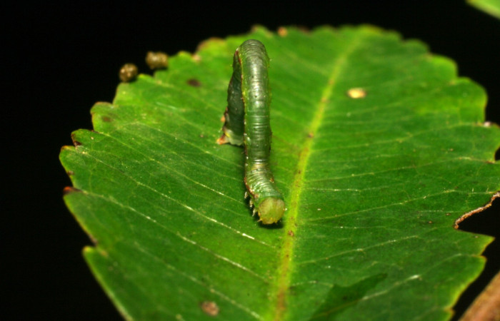 Fig. 8. Larva U estadío <i>Cyclophora</i> Hausmann9573, posición frontal. Area de Conservación Guanacaste, Sector Cacao, Sendero Derrumbe, elevación 1220 m.s.n.m. (06-SRNP-35246-DHJ413794)