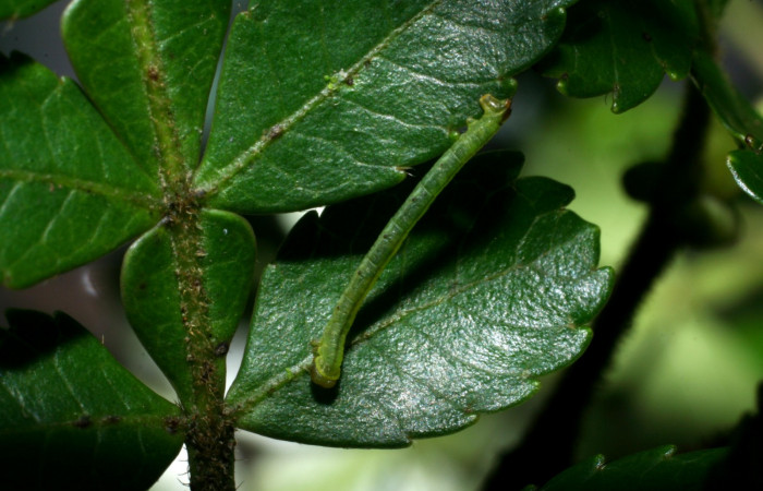 Fig. 9. Larva PPU estadío <i>Cyclophora</i> Janzen01, posición dorsal. Area de Conservación Guanacaste, Sector Cacao, Sendero Cima, elevación 1460 m.s.n.m.  (08-SRNP-35755-DHJ441292).