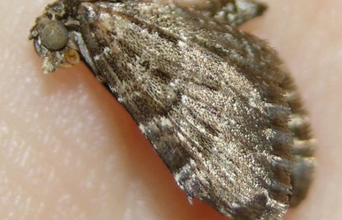 Fig. 10. Adulto <i>Cyclophora</i> Janzen01, posición lateral. Area de Conservación Guanacaste, Sector Cacao, Sendero Cima, elevación 1460 m.s.n.m.  (08-SRNP-35755-DHJ511060).