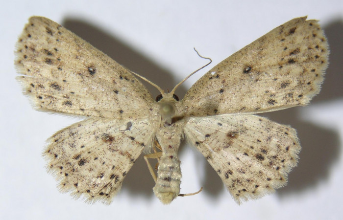 Fig. 1. Adulto <i>Cyclophora</i> Hausmann9573, posición dorsal, hembra. Area de Conservación Guanacaste, Sector Cacao, Sendero Derrumbe, elevación 1200 m.s.n.m. (09-SRNP-36050-DHJ514276).