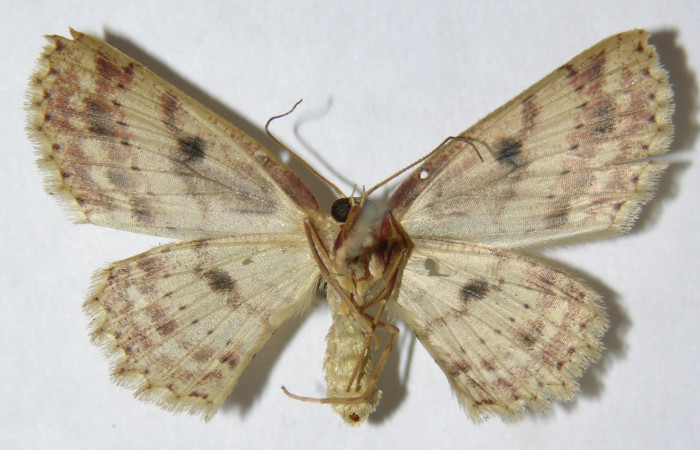 Fig. 3. Adulto <i>Cyclophora</i> Hausmann9573, posición ventral, hembra. Area de Conservación Guanacaste, Sector Cacao, Sendero Cima, elevación 1460 m.s.n.m. (09-SRNP-36050-DHJ514277)