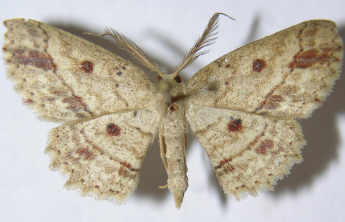 Fig. 4. Adulto <i>Cyclophora</i> Hausmann9573, posición dorsal, macho. Area de Conservación Guanacaste, Sector Cacao, Sendero Cima, elevación 1460 m.s.n.m. (09-SRNP-36271-DHJ514272).