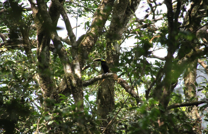 Fig. 3 Yellow-eared Toucanet Tucancillo Orejiamarillo <i>Selenidera spectabilis</i> (Ramphastidae). Rocas Orosí Sector Del Oro ACG. Arriba de los 800 msnm registrado en conteo para eBird el 23 abril 2024,  Foto. Roster Moraga