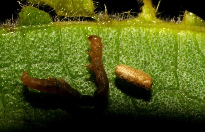 Fig.10 Capullos de  Braconiidae <i>Glyptapanteles</i> Whitfield88, parásito de <i>Cecharismena zoum</i> . Voucher: 06-SRNP-33736-DHJ416331.jpg