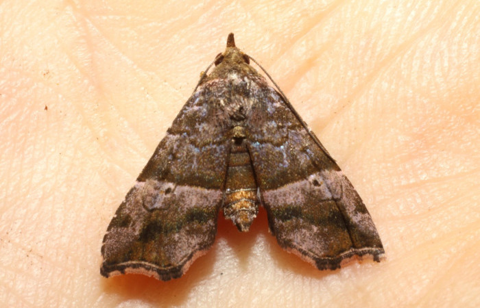 Fig.1  Adulto <i>Cecharismena zoum</i> ventral, mostrando carácter importante de la familia Erebidae ubicada en parte frontal del adulto, llamado palpos. Voucher: 10-SRNP-1338-DHJ475277.jpg