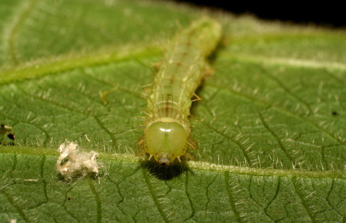 Fig.4  Larva  <i>Cecharismena zoum</i> cabeza  frontal, uúltimo estadío.   Voucher: 06-SRNP-33735-DHJ416330.jpg
