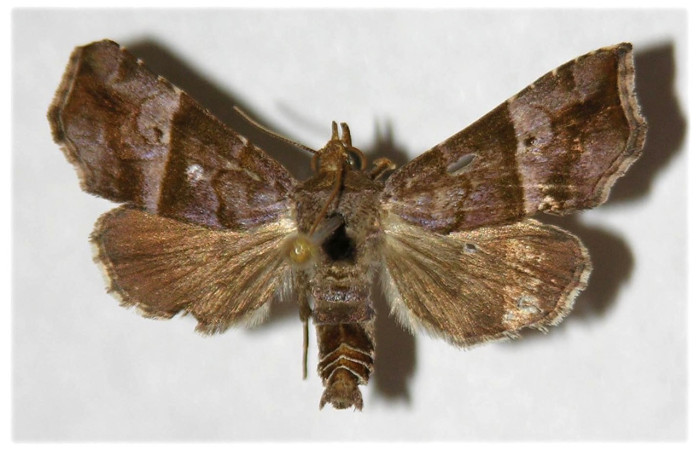 Fig.6  Adulto <i>Cecharismena zoum</i>  dorsal. Voucher: 00-SRNP-1053-DHJ315996.jpg
