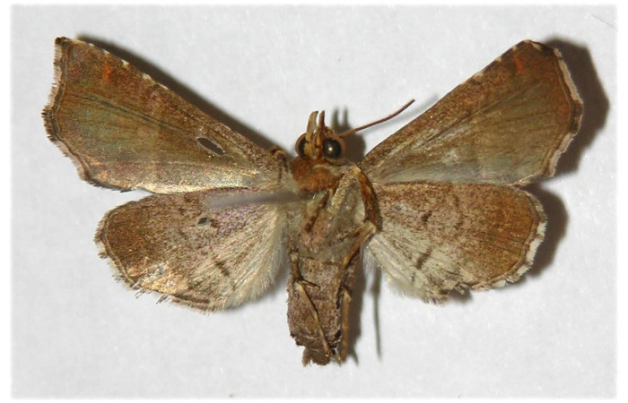 Fig.7  Adulto <i>Cecharismena zoum</i>  ventral. Voucher: 00-SRNP-1053-DHJ315997.jpg