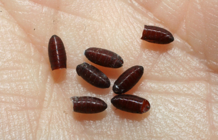 Fig.8  Puparios de <i>Ceromya</i> Janzen06 (Tachinidae), parásito de <i>Cecharismena zoum</i>. Voucher: 08-SRNP-32588-DHJ462444.jpg