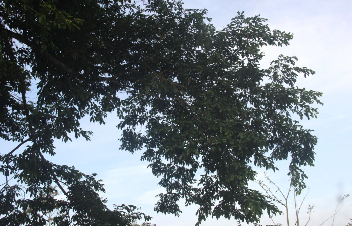 Fig.01. Rama de <i>Myroxylon balsamum</i> (Fabaceae) un juvenil de aproximadamente 20 años edad, vista desde abajo, Fotografía: Calixto Moraga 28 Abril 2024, sin flores, sin frutos (estéril).