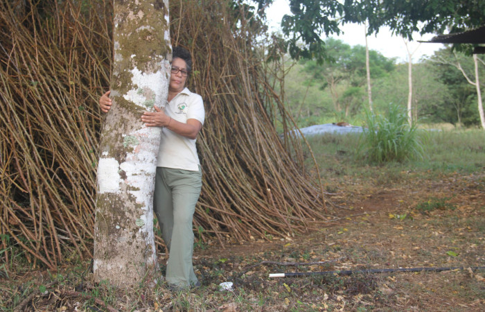 Fig.02. Arbol de <i>Myroxylon balsamum</i> (Fabaceae), vista a la base del fuste (tronco), juvenil de aproximadamente 20 años edad, en escala parataxónoma Petrona Ríos. Fotografía: Calixto Moraga 28 Abril 2024. 