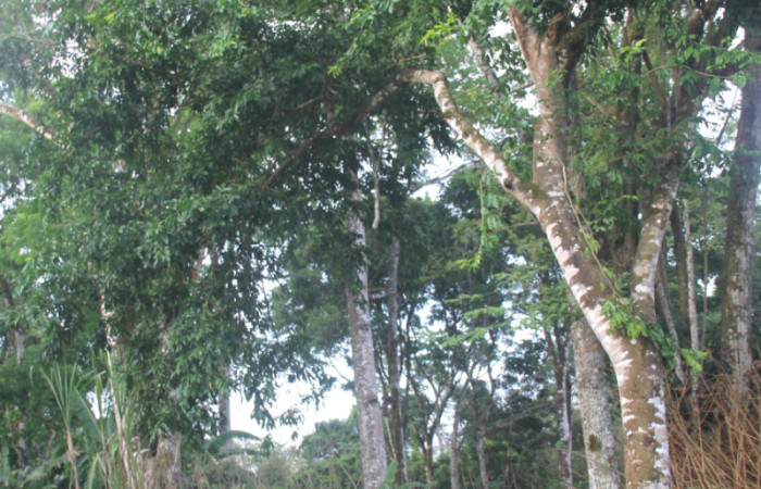 Fig.03. Arbol de <i>Myroxylon balsamum</i> (Fabaceae), vista completa, individuo juvenil de aproximadamente 20 años edad. Fotografía: Calixto Moraga 28 Abril 2024.